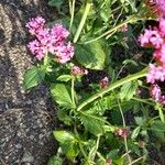 Valeriana macrosiphon Blad