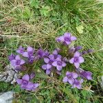 Gentianella campestris Хабит