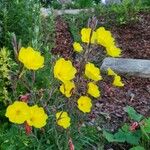 Oenothera strictaപുഷ്പം