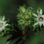 Potentilla tilingii Flor