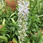 Camassia cusickii Flower