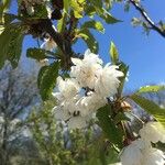 Prunus aviumКветка