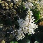 Ligustrum japonicum Blomst