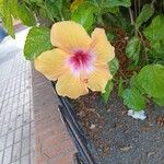 Hibiscus ovalifolius Квітка