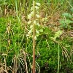 Umbilicus rupestrisFlower