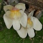 Asarina procumbens Квітка