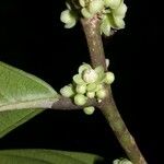 Casearia coronata 樹皮