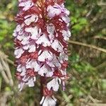 Orchis purpurea Floro