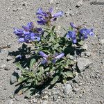 Penstemon speciosus Habitat