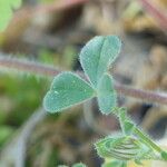 Trifolium stellatum Leht