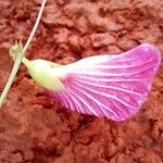 Centrosema virginianum Цветок