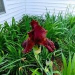 Iris petrana Virág