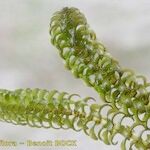Elodea nuttallii Hoja