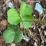 Oxalis articulata Blatt