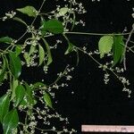 Tassadia obovata その他の提案