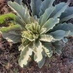 Verbascum sinaiticum Blatt