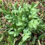 Lepidium coronopus Blatt