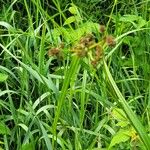Scirpus atrovirens Fula