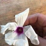 Ipomoea pandurata Fleur
