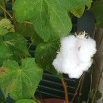 Gossypium herbaceum 整株植物