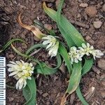 Allium chamaemoly Kukka