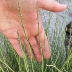 Ephedra viridis Leaf