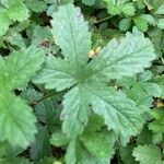 Potentilla reptans 葉
