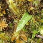 Cynorkis coccinelloides Leaf