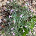 Echium rosulatum Habitus