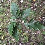 Sorbus pseudofennica Leaf