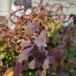 Penstemon digitalis Flor