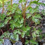 Corydalis flexuosa Leaf