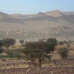 Vachellia tortilis عادت