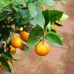 Citrus × microcarpa 果