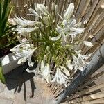 Agapanthus praecox Kvet