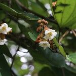 Piliostigma thonningii Λουλούδι