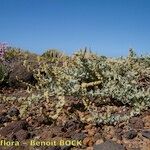 Atriplex glauca Облик