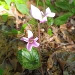 Cyclamen purpurascensBlüte