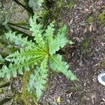 Sonchus canariensisLapas