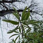 Pyrus salicifolia Leaf