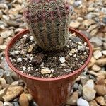 Echinocereus rigidissimus 叶