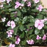 Catharanthus roseusЦветок