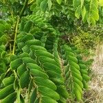 Leucaena leucocephalaList