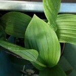 Cypripedium reginae Blatt