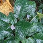 Dorstenia elata Leaf