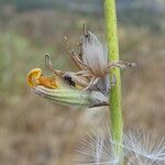 Lactuca viminea Fruit