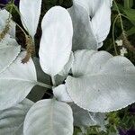 Senecio candidans Hostoa
