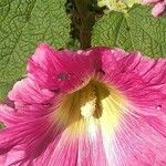 Alcea setosa花