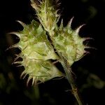 Hedysarum candidum Meyve
