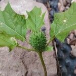 Datura ferox Leaf